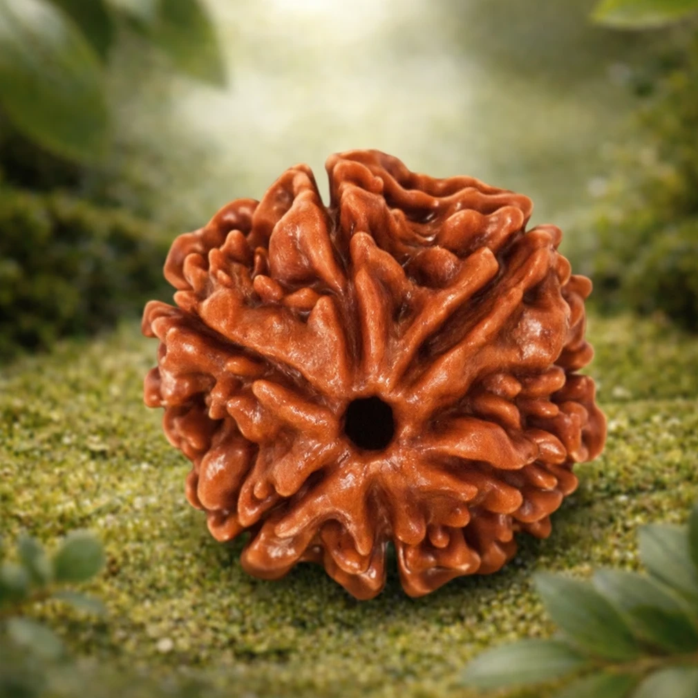 6 Mukhi Rudraksha